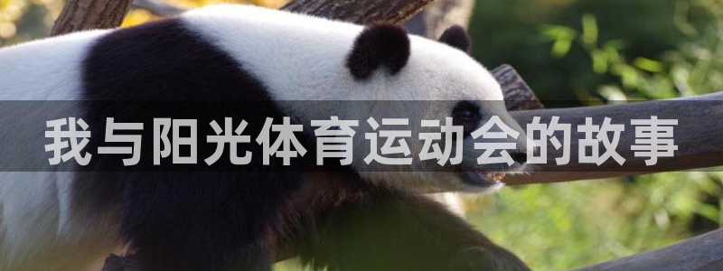 MK体育官方正版app开户：我与阳光体育运动会的故事